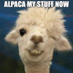alpaca | ALPACA MY STUFF NOW | image tagged in alpaca | made w/ Imgflip meme maker
