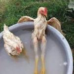 Sexy Chicken meme