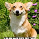 Mischievous Corgi maybe i'll | CRAP IN YOUR SHOE AND THEN ADD A TOUCH OF PEE WITH SOME DOG PUKE TOO... A MASTER PIECE! | image tagged in mischievous corgi maybe i'll | made w/ Imgflip meme maker