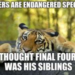 Sad Tiger | TIGERS ARE ENDANGERED SPECIES; THOUGHT FINAL FOUR WAS HIS SIBLINGS | image tagged in sad tiger | made w/ Imgflip meme maker