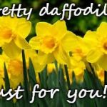 Daffodils | Pretty daffodils!! Just for you!!!! | image tagged in daffodils | made w/ Imgflip meme maker