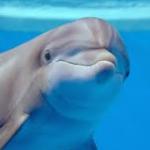 nosey dolphin