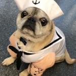 freaked out sailor dog