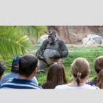 gorilla lecturing