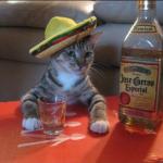 Tequila cat