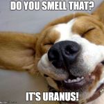 Corgi making a Uranus joke | DO YOU SMELL THAT? IT'S URANUS! | image tagged in laughing corgi,corgi,uranus,uranus jokes | made w/ Imgflip meme maker