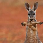 Kangaroo Stretch