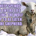 Wolf In Sheeps Clothing | A SHEEP SPENDS IT'S ENTIRE LIFE FEARING THE WOLF ONLY TO BE EATEN BY THE SHEPHERD. | image tagged in wolf in sheeps clothing,memes,funny,profound | made w/ Imgflip meme maker