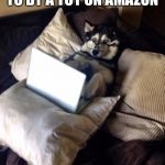Husky Study | I COSTS TEN DOLLARS TO BY A TOY ON AMAZON; I BOUGHT ONE | image tagged in husky study | made w/ Imgflip meme maker