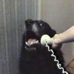Dog Phone meme