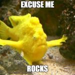 Excuse Me Rocks Fish | EXCUSE ME; ROCKS | image tagged in excuse me rocks fish | made w/ Imgflip meme maker