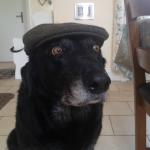 Old dog with hat