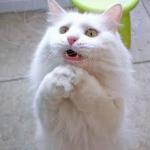 I can haz?