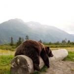 bear log