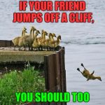 baby ducks | IF YOUR FRIEND JUMPS OFF A CLIFF, YOU SHOULD TOO | image tagged in baby ducks | made w/ Imgflip meme maker