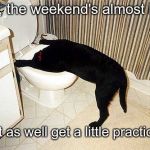 Dog with head in toilet | Cool, the weekend's almost here! Might as well get a little practice in. | image tagged in dog with head in toilet | made w/ Imgflip meme maker