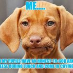 Fed Up Dog | ME..... .....WHEN MY PUPILS HAVE AN HONEST-TO-GOD ARGUMENT ABOUT CHEESE DURING LUNCH AND COME IN CRYING ABOUT IT | image tagged in fed up dog | made w/ Imgflip meme maker