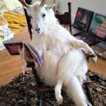 goat reading a book meme