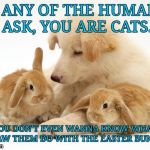 Because 'tis the season | IF ANY OF THE HUMANS ASK, YOU ARE CATS. YOU DON'T EVEN WANNA KNOW WHAT I SAW THEM DO WITH THE EASTER BUNNY. | image tagged in because 'tis the season | made w/ Imgflip meme maker