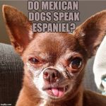 Chihuahua Monday  | DO MEXICAN DOGS SPEAK ESPANIEL? | image tagged in chihuahua monday,dogs,funny,memes,mexican,funny memes | made w/ Imgflip meme maker