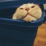 Cat peering out of a tote