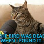 Tell it to the judge... :) | THE BIRD WAS DEAD WHEN I FOUND IT... | image tagged in cat giving an interview,memes,animals,cats | made w/ Imgflip meme maker