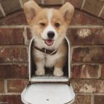 Corgi wink | image tagged in corgi wink | made w/ Imgflip meme maker