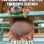 cute sloth | YOU KNOW WHAT'S BETTER THAN CUTE SLOTHS? CUTE CATS | image tagged in cute sloth | made w/ Imgflip meme maker