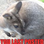 I'll try post more memes | WHEN YOU REALISE; YOU LAST POSTED 2 MONTHS AGO | image tagged in realisation wallaby,memes,other,posting,inactive,imgflip | made w/ Imgflip meme maker