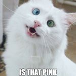 Cat on catnip | OY BUD'; IS THAT PINK DRAGON A NEW ONE? | image tagged in cat on catnip | made w/ Imgflip meme maker