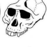 Idiot skull