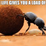 dung beetle | WHEN LIFE GIVES YOU A LOAD OF CRAP | image tagged in dung beetle | made w/ Imgflip meme maker