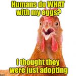 Chicken week  | Humans do WHAT with my eggs? I thought they were just adopting | image tagged in memes,chicken week,eggs | made w/ Imgflip meme maker