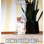 Danielle Yuthas cat meme | SOOO... HOW IS YOUR DAY? | image tagged in danielle yuthas cat meme | made w/ Imgflip meme maker