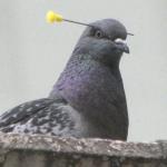 Pigeon dart head