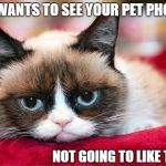 Post pictures of your pets in the comment section | WANTS TO SEE YOUR PET PHOTOS; NOT GOING TO LIKE THEM | image tagged in grumpy cat,memes | made w/ Imgflip meme maker