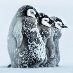Penguins Snowstorm