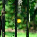 Focus on the fence