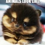 cute eyes animal | THIS IS HOW WE ANIMALS LOOK LIKE. QUIT BUGGING US! | image tagged in cute eyes animal | made w/ Imgflip meme maker