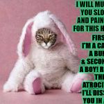 MAD BUNNY CAT | I WILL MURDER YOU SLOWLY AND PAINFULLY FOR THIS HUMAN! FIRST, I'M A CAT NOT A BUNNY & SECOND, I'M A BOY! REMOVE THIS ATROCITY OR I'LL DISSOLVE YOU IN ACID! | image tagged in mad bunny cat | made w/ Imgflip meme maker
