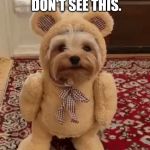 Teddy Bear Yorkie | I HOPE MY FRIENDS DON'T SEE THIS. | image tagged in teddy bear yorkie | made w/ Imgflip meme maker