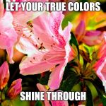 Vibrant | LET YOUR TRUE COLORS; SHINE THROUGH | image tagged in vibrant | made w/ Imgflip meme maker