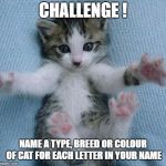 Goodmorning kitten | CHALLENGE ! NAME A TYPE, BREED OR COLOUR OF CAT FOR EACH LETTER IN YOUR NAME | image tagged in goodmorning kitten | made w/ Imgflip meme maker