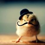 Chicken - Baby Chick With Mustache meme