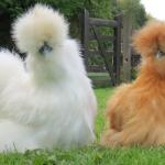 Silkie furred chickens