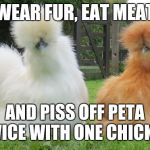 Silkie furred chickens | WEAR FUR, EAT MEAT; AND PISS OFF PETA TWICE WITH ONE CHICKEN | image tagged in silkie furred chickens,chicken week,weird stuff | made w/ Imgflip meme maker