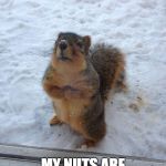 squirrel begging | IS IT SPRING YET? MY NUTS ARE FREEZING | image tagged in squirrel begging | made w/ Imgflip meme maker