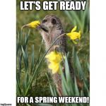 meerkat spring | LET'S GET READY; FOR A SPRING WEEKEND! | image tagged in meerkat spring | made w/ Imgflip meme maker