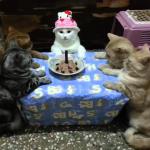 cat birthday