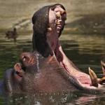 hippo
